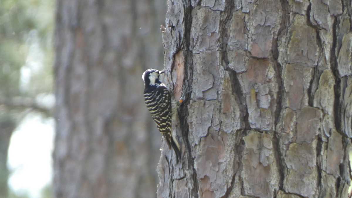 Red-cockaded Woodpecker - John Harty