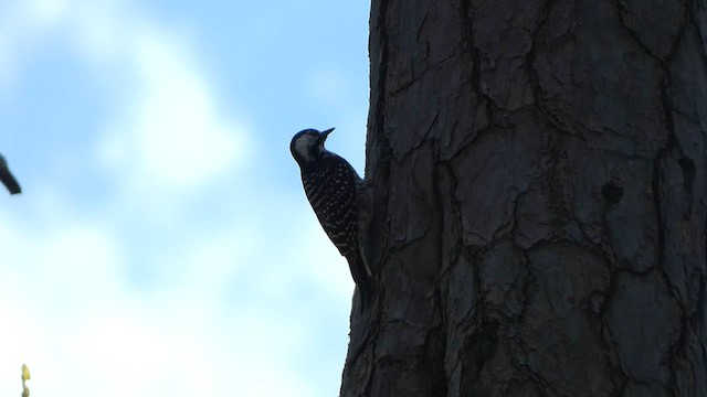 Red-cockaded Woodpecker - ML558210191