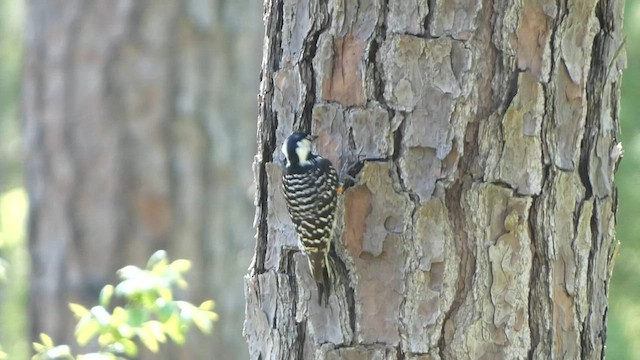 Red-cockaded Woodpecker - ML558210201