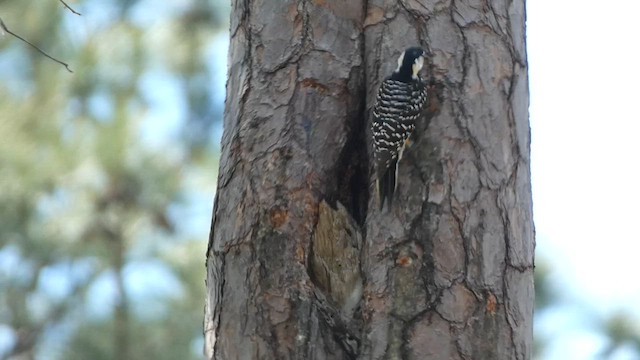 Red-cockaded Woodpecker - ML558210221