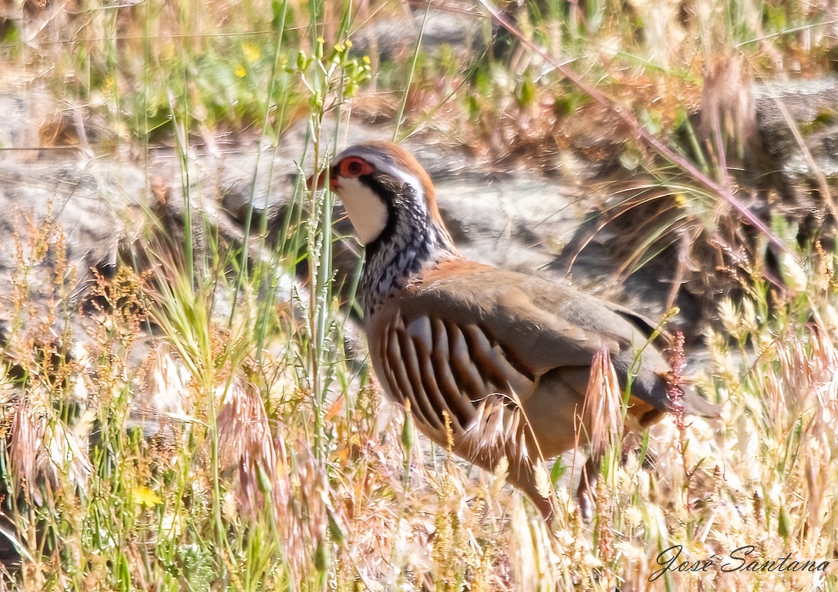 Red-legged Partridge - ML558210341