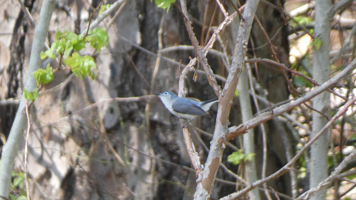 Blue-gray Gnatcatcher - John Harty