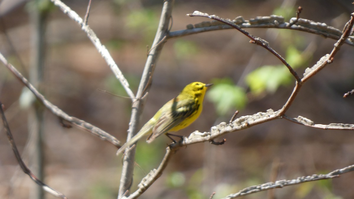 Prairie Warbler - John Harty