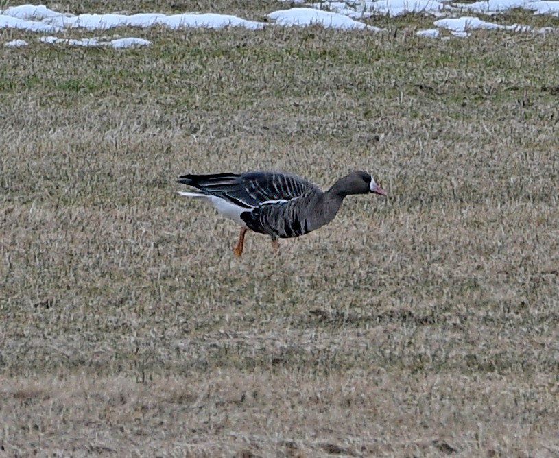 Greater White-fronted Goose - ML558210951