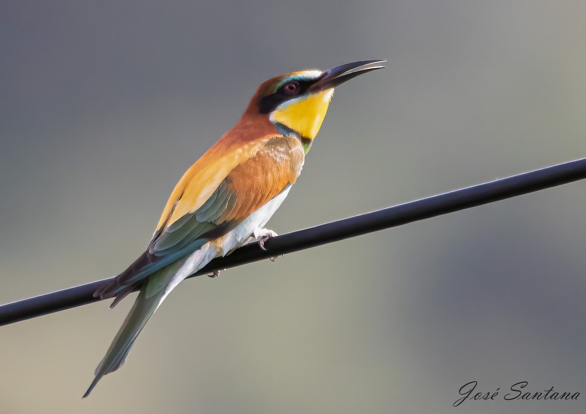 European Bee-eater - ML558211301