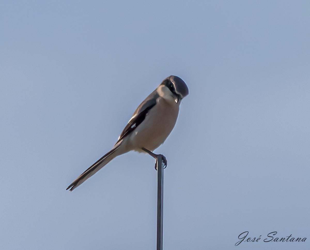 Iberian Gray Shrike - ML558211461