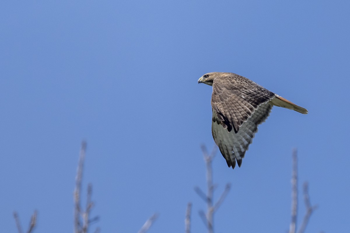 Red-tailed Hawk - Mark Elkins