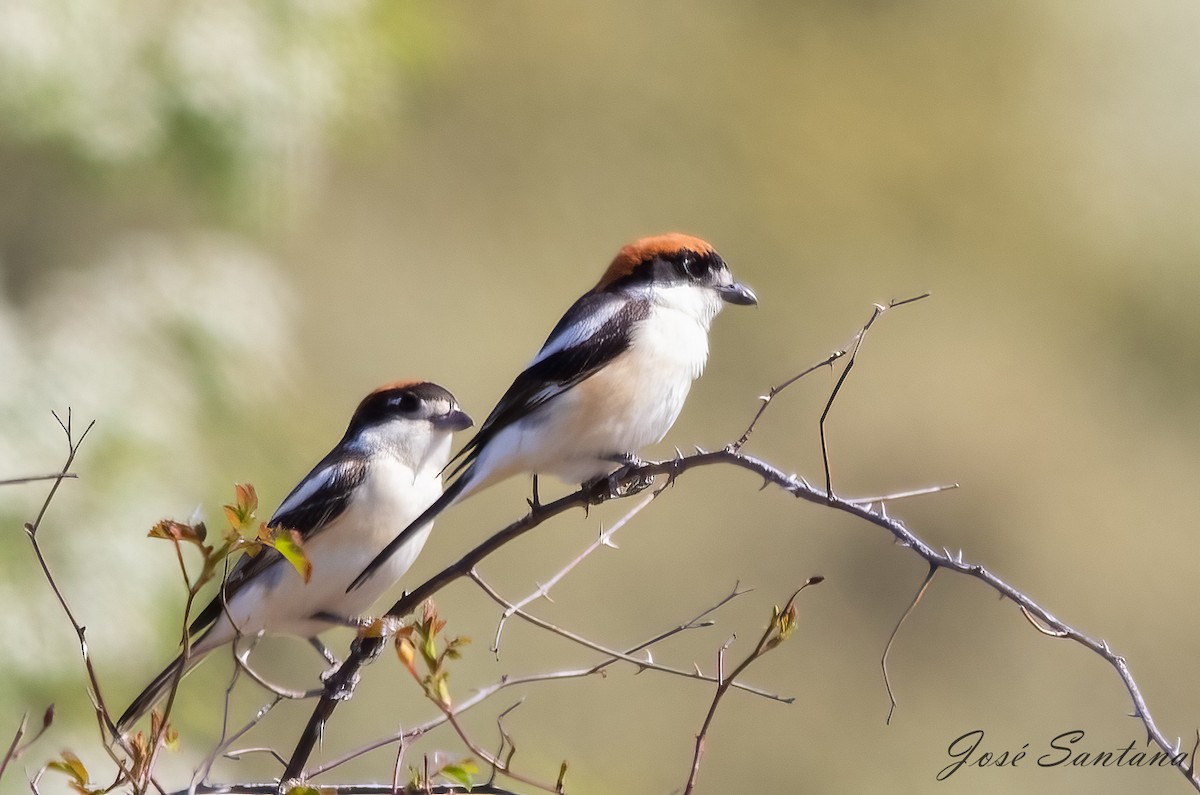 Woodchat Shrike - ML558211731