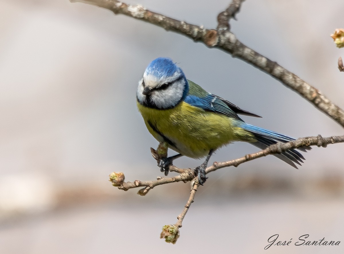 Eurasian Blue Tit - ML558212221