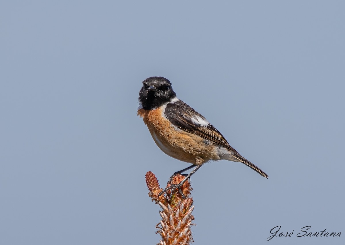 European Stonechat - ML558212731