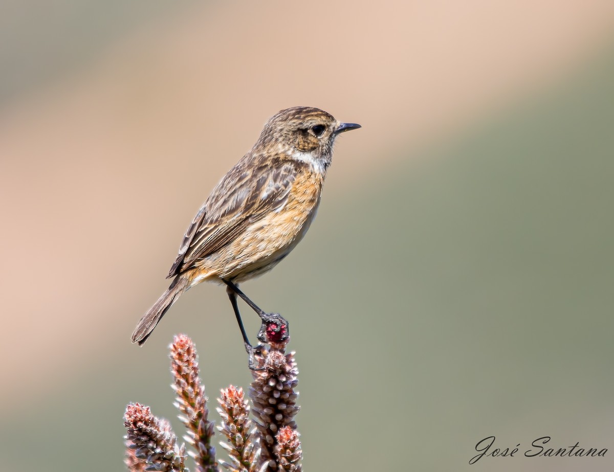 European Stonechat - ML558212741