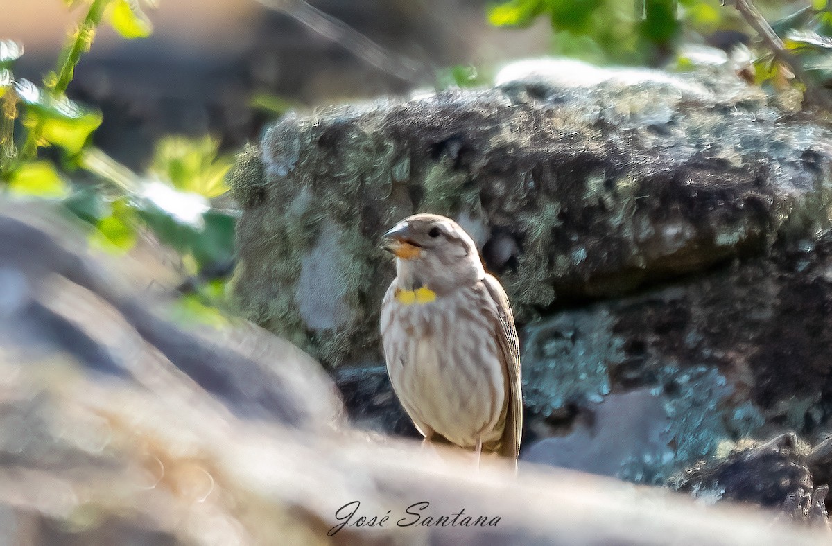 Rock Sparrow - ML558213311