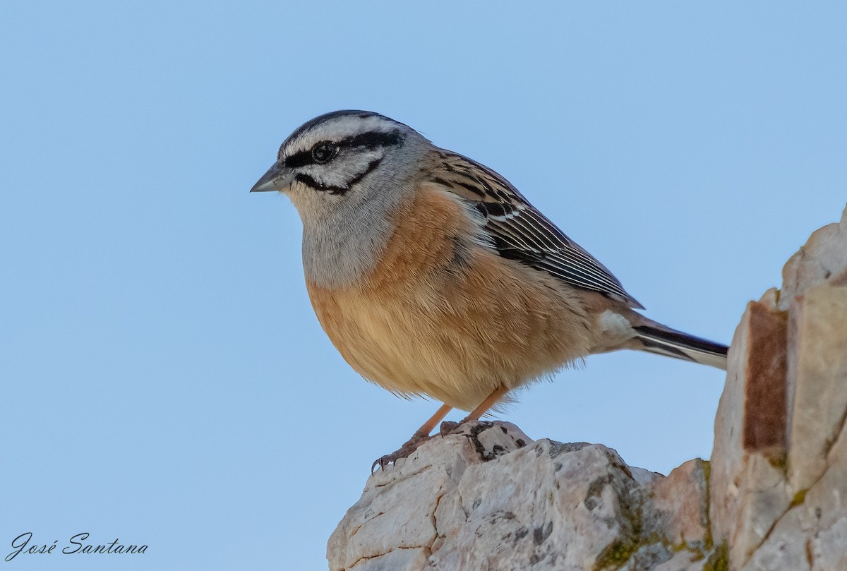 Rock Bunting - ML558213571