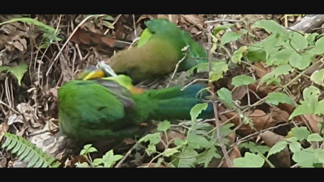 Northern Emerald-Toucanet - ML558214451