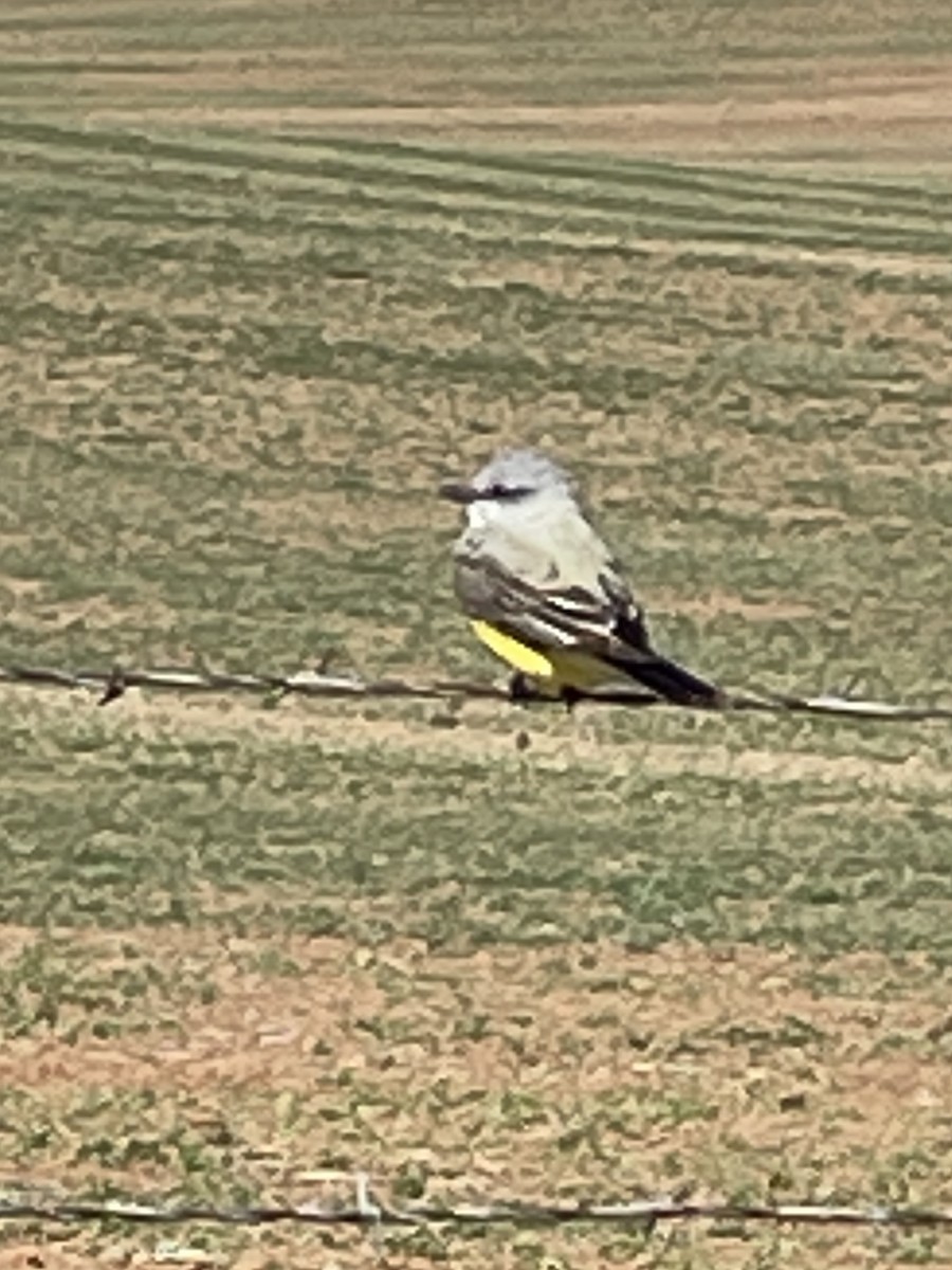 Western Kingbird - ML558215301