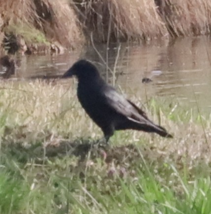 American Crow - ML558216031