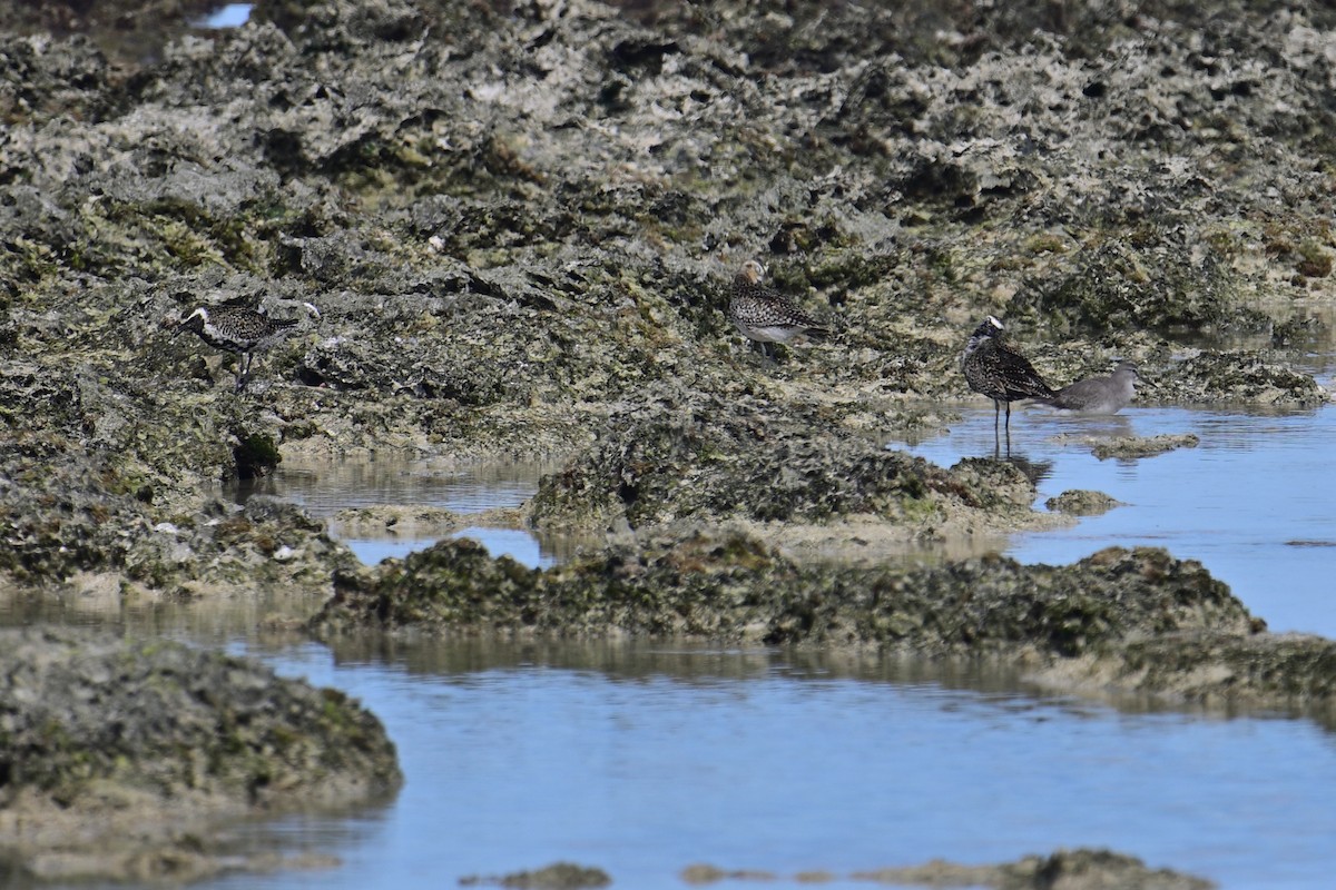 Pacific Golden-Plover - ML558216571