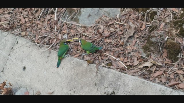 Northern Emerald-Toucanet - ML558217101