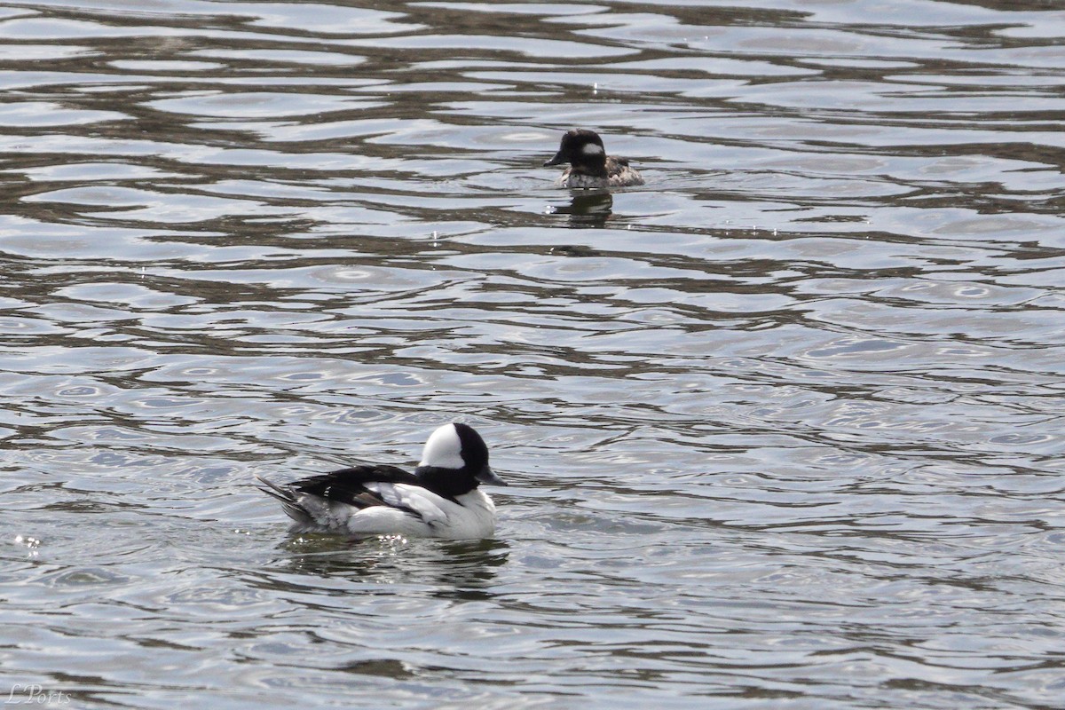 Bufflehead - ML558217671