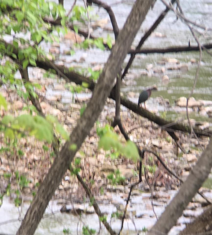 Green Heron - ML55821831