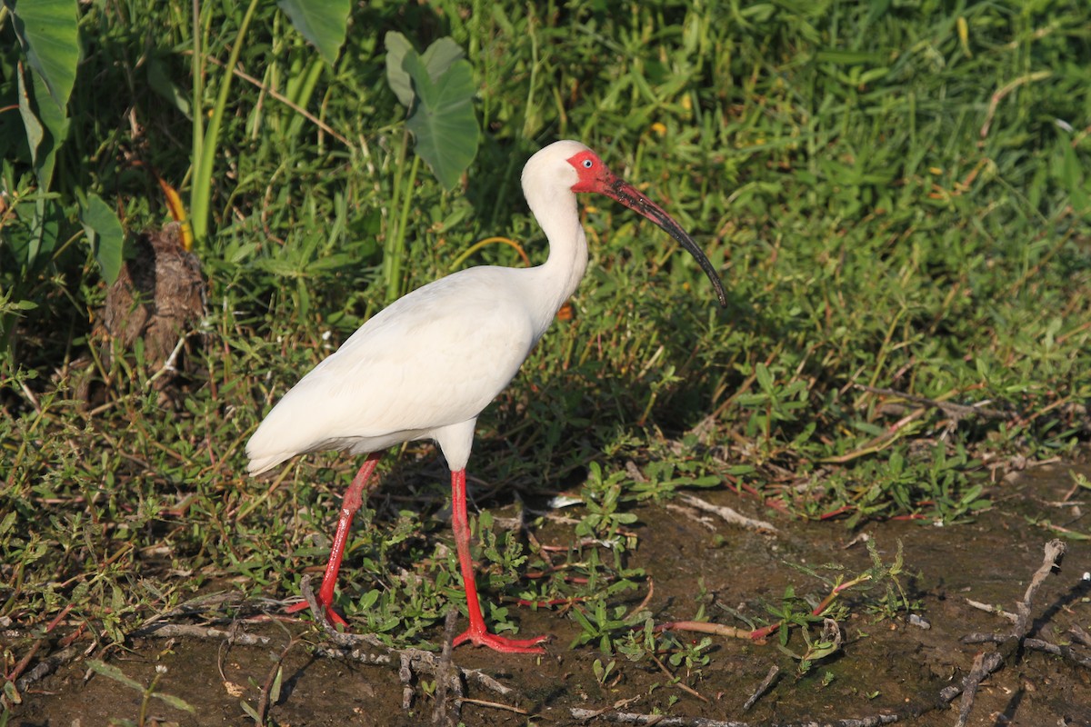 White Ibis - James (Jim) Holmes