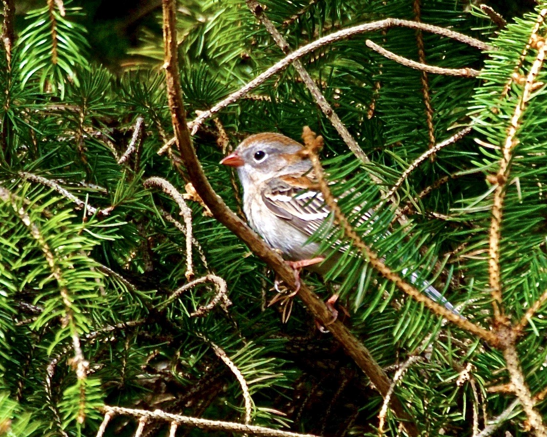 Field Sparrow - ML558220061