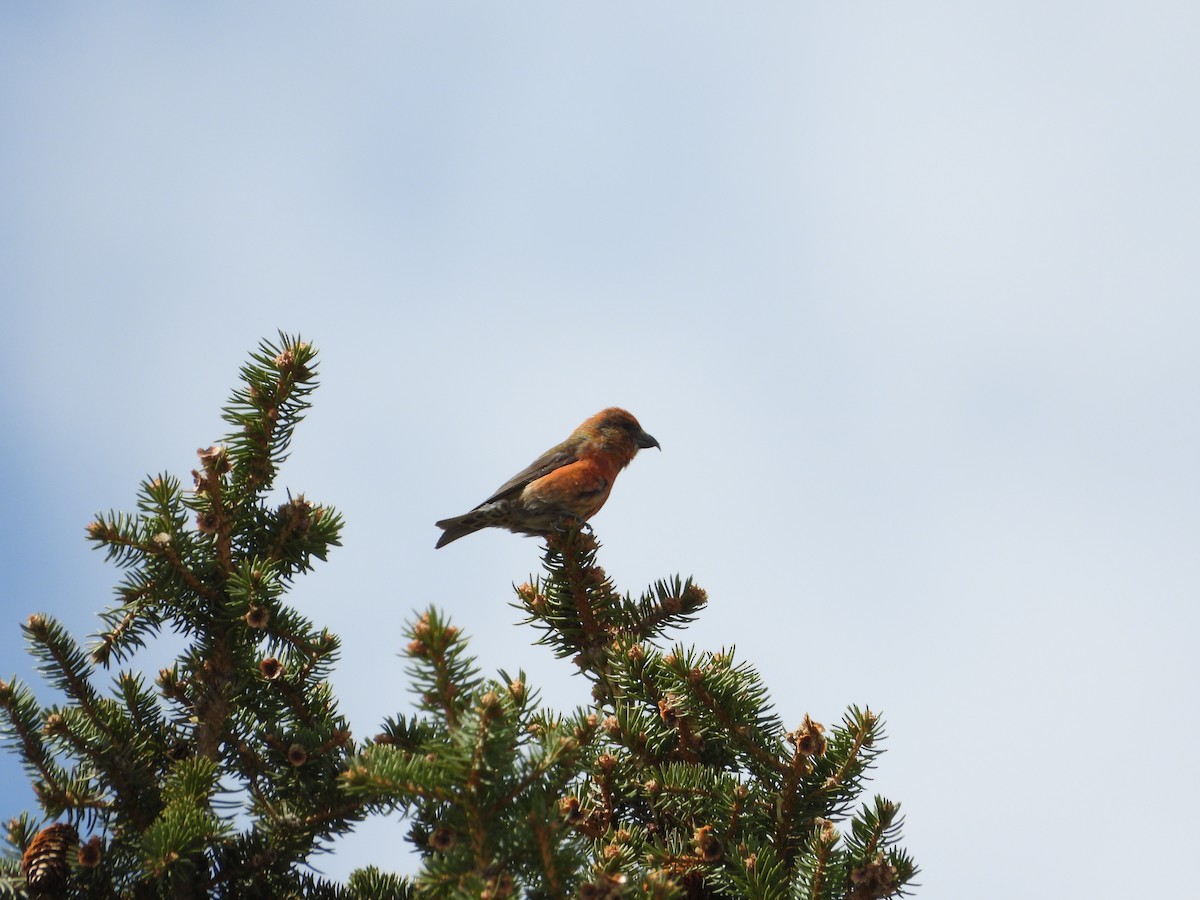 Red Crossbill - Jeff Percell