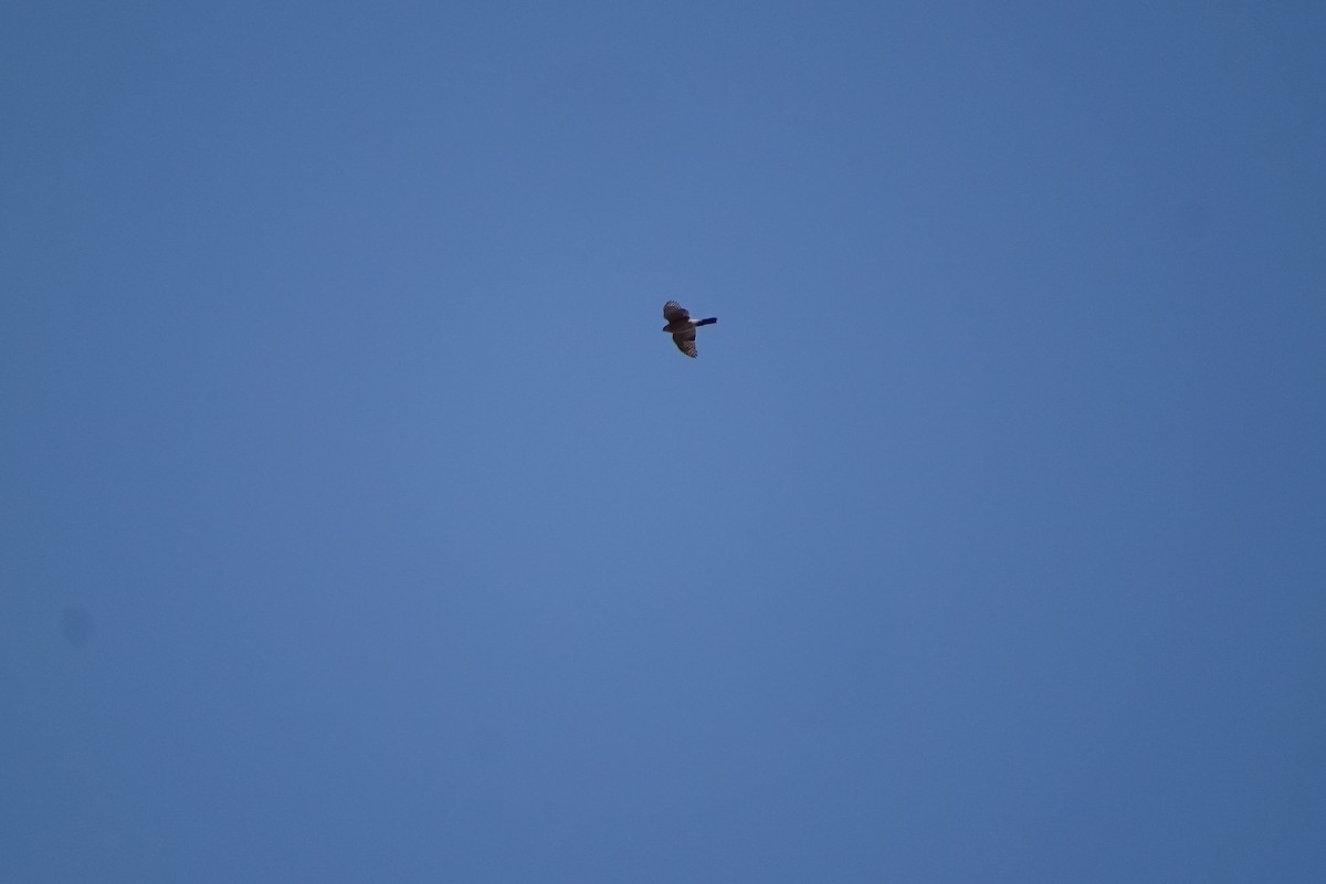 Cooper's Hawk - ML558222771