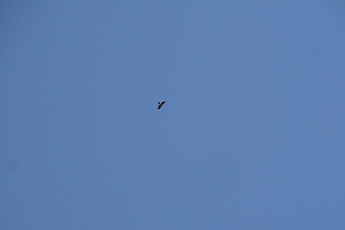 Cooper's Hawk - ML558222781