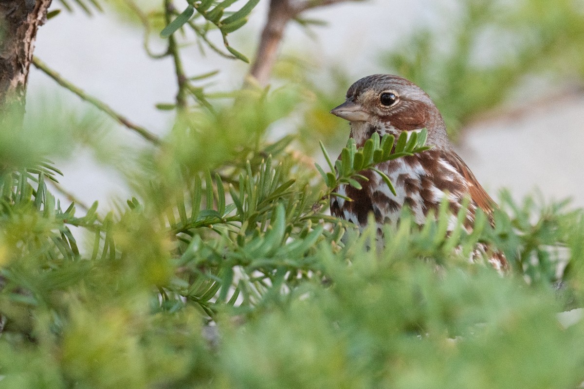 Fox Sparrow - ML558224061