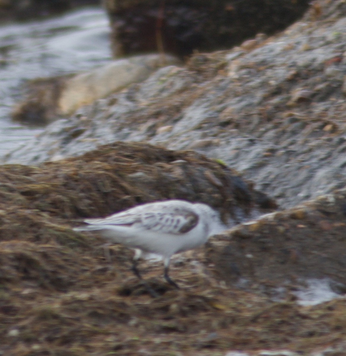 Sanderling - ML558226261