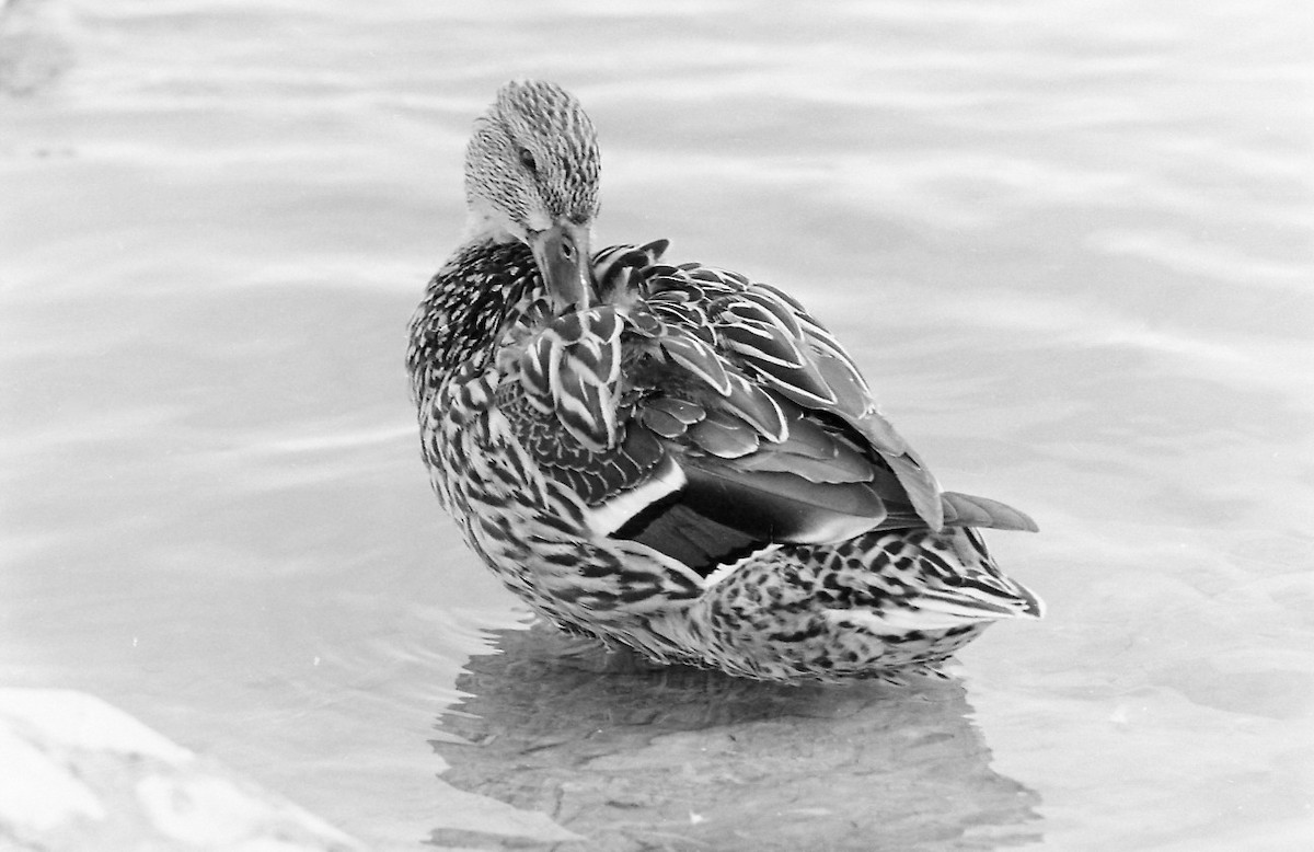 Canard colvert - ML558226321