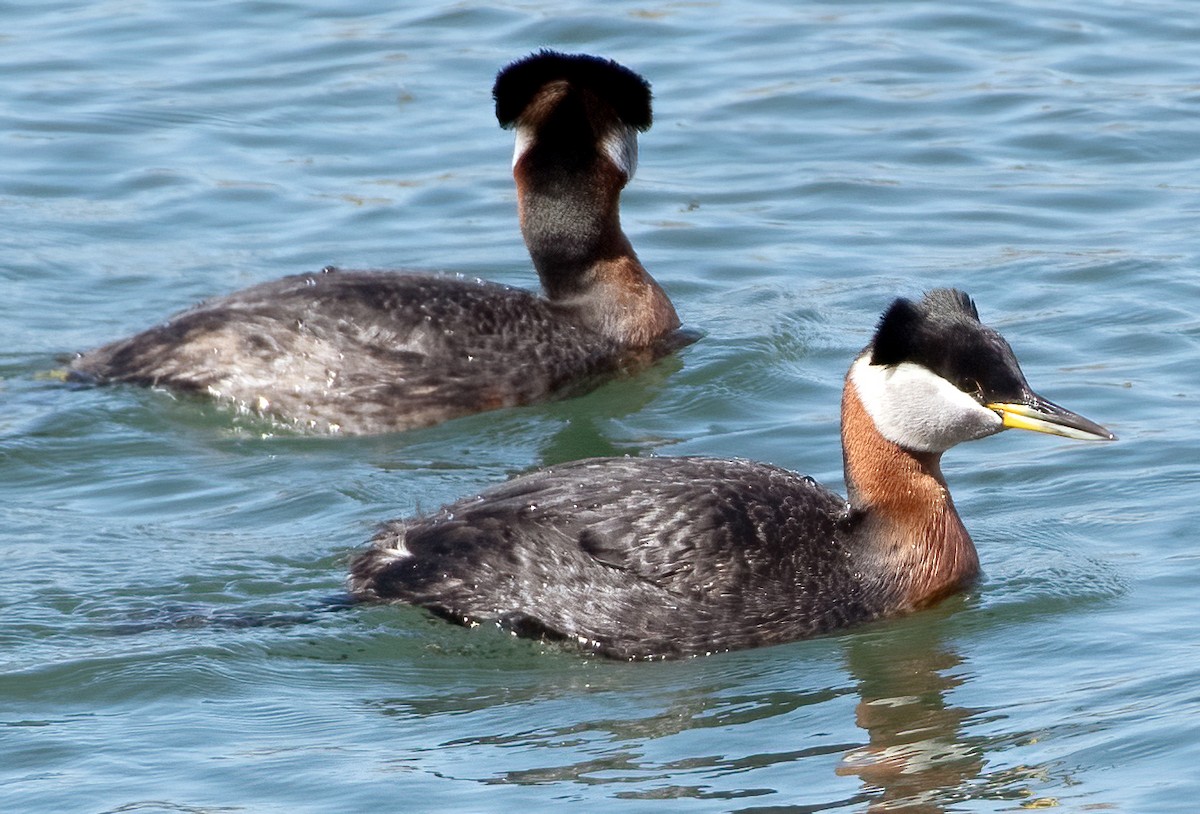 Red-necked Grebe - David Soltess