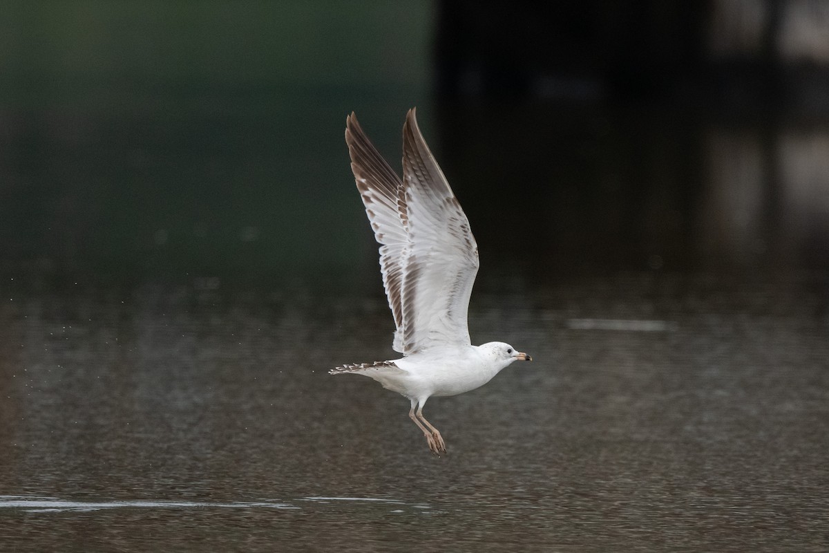 Ring-billed Gull - ML558227161