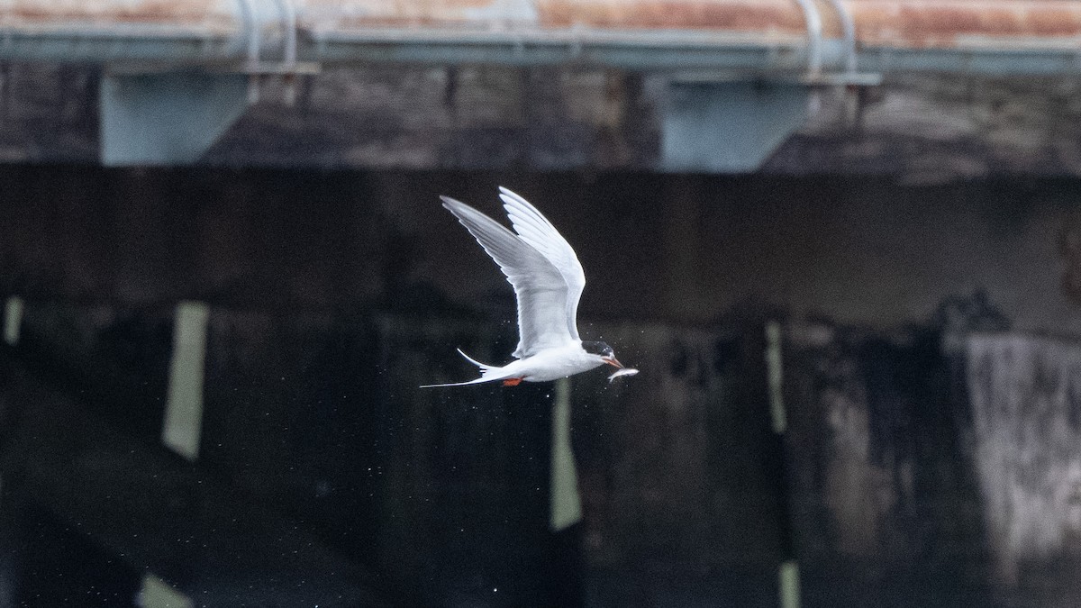 Forster's Tern - ML558227391