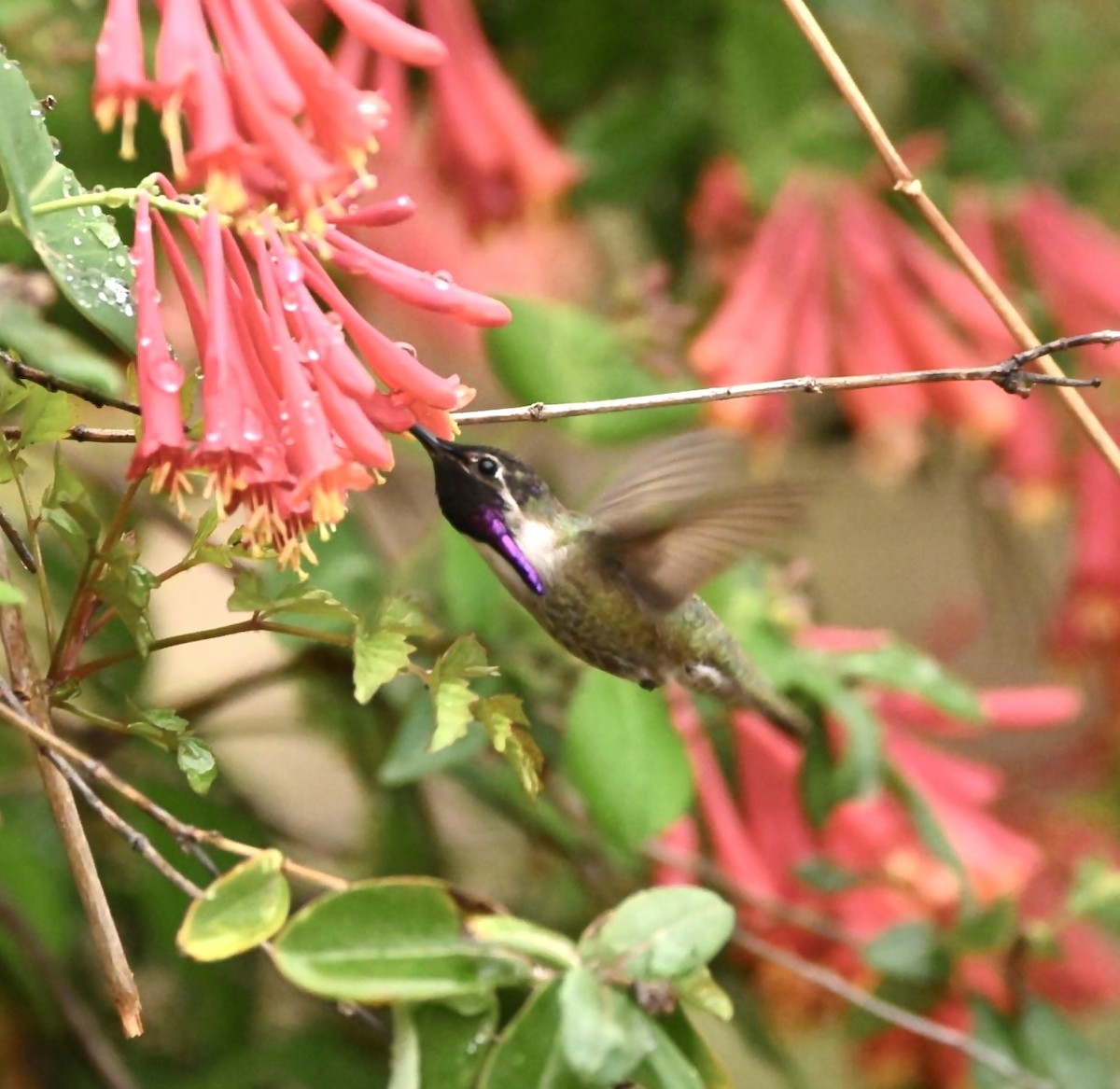 Costa's Hummingbird - ML558227711