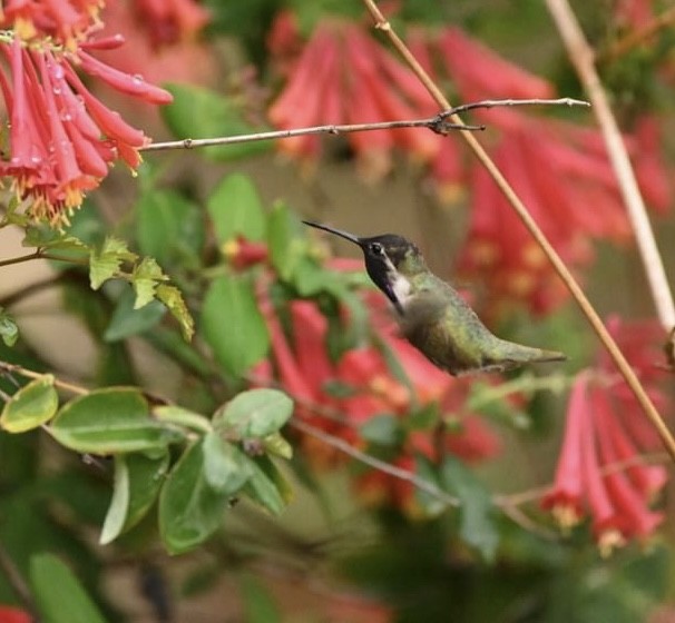 Costa's Hummingbird - ML558227731