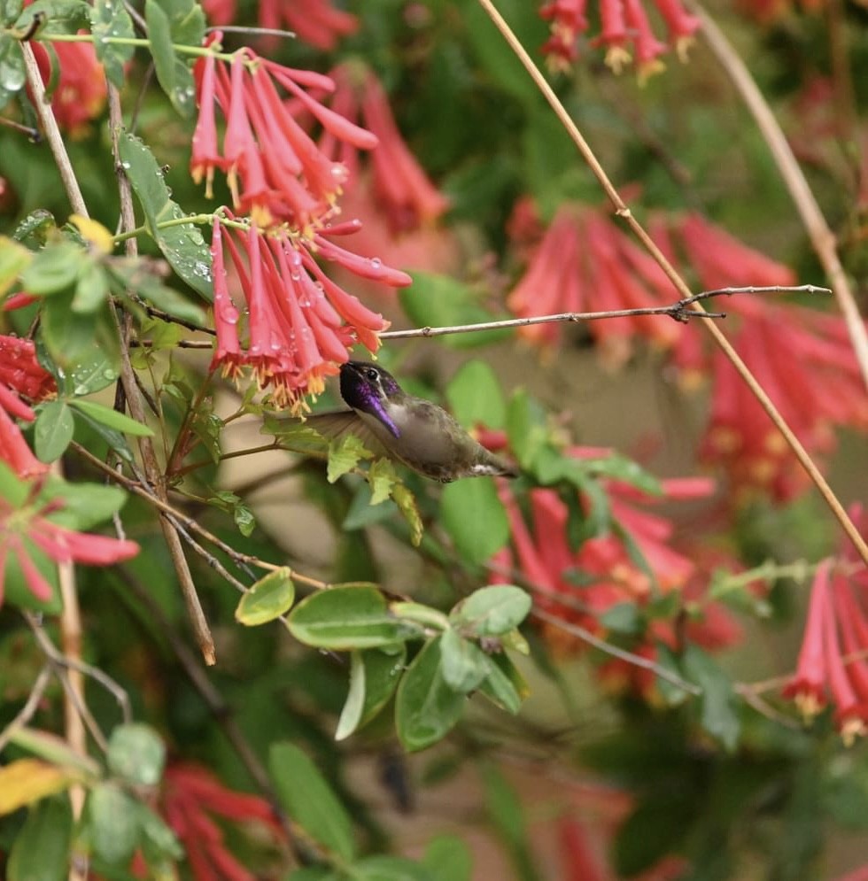 Costa's Hummingbird - ML558227741