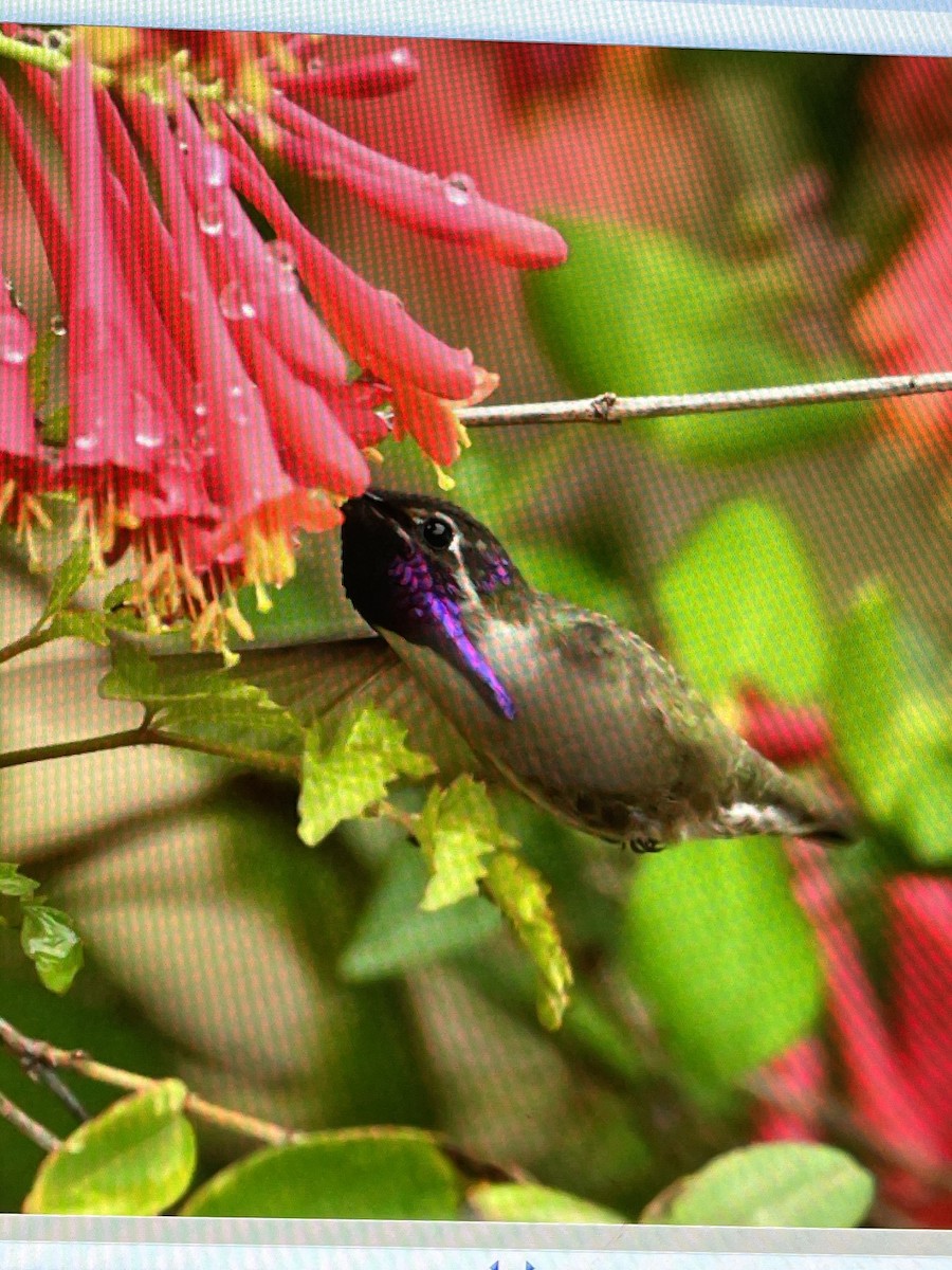 Costa's Hummingbird - ML558227761