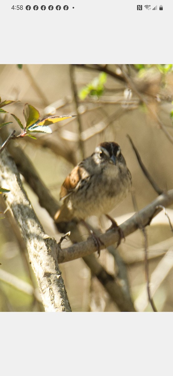 Swamp Sparrow - ML558229371