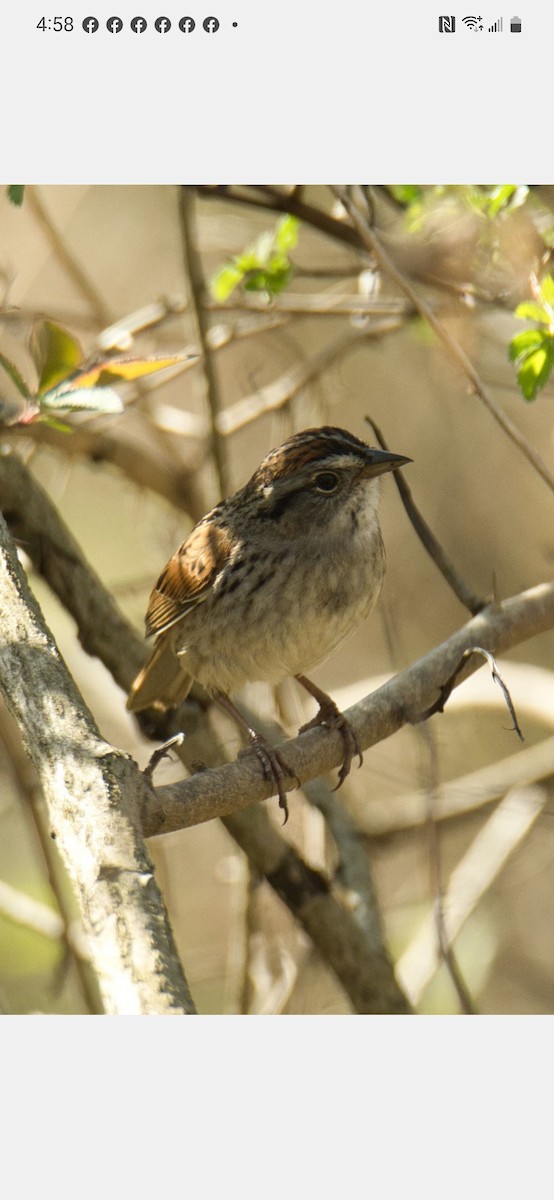 Swamp Sparrow - ML558229381