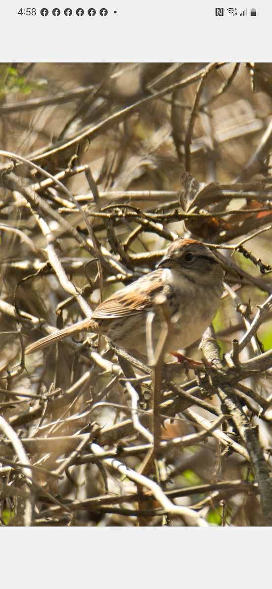 Swamp Sparrow - ML558229401