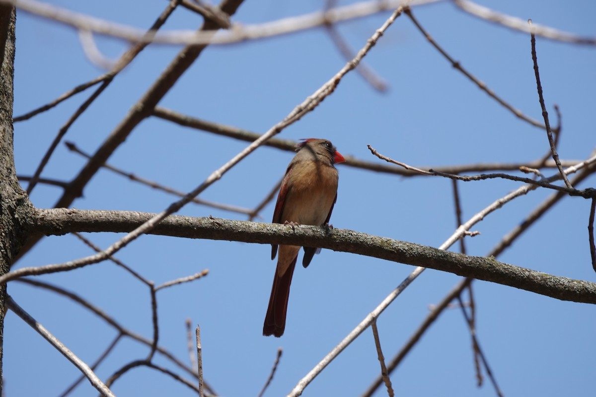 Northern Cardinal - ML558229791