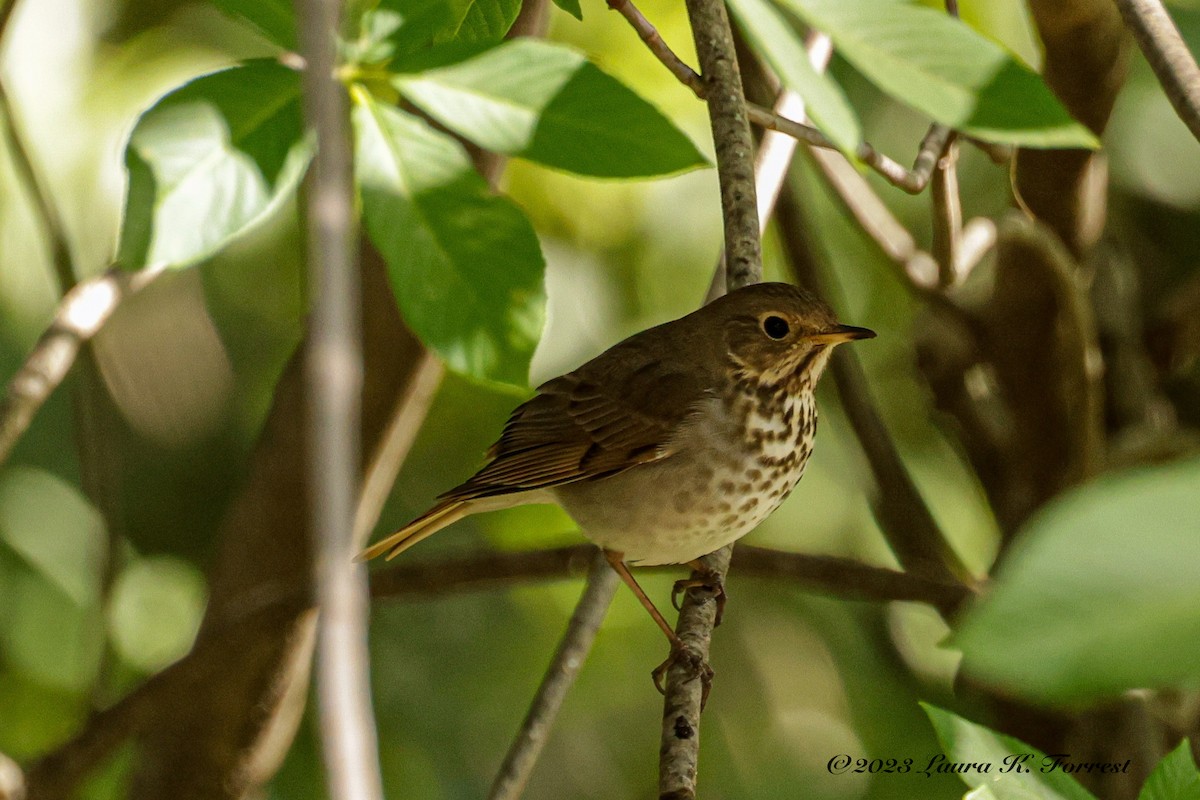 Hermit Thrush - ML558229941