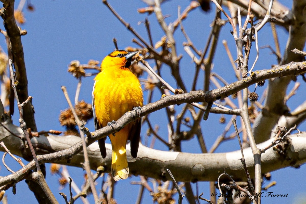 Bullock's Oriole - ML558230151