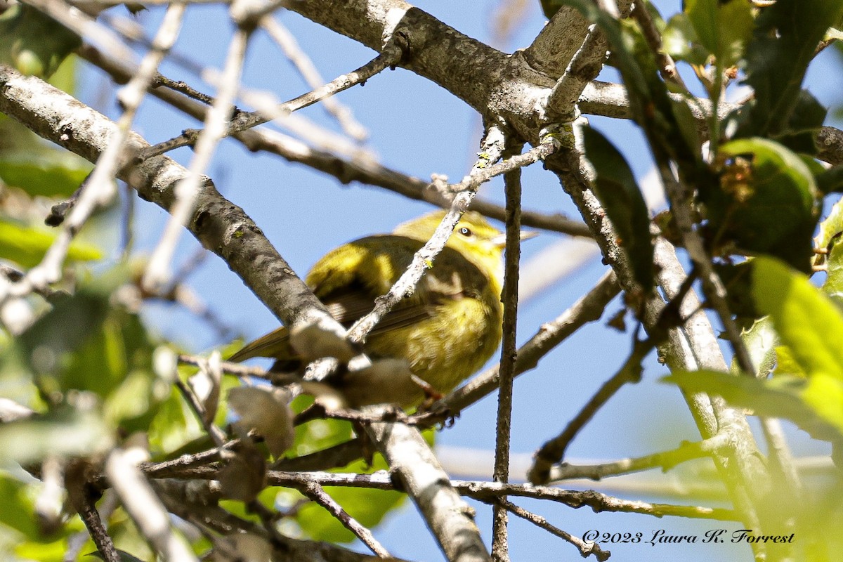 Orange-crowned Warbler - Laura Forrest