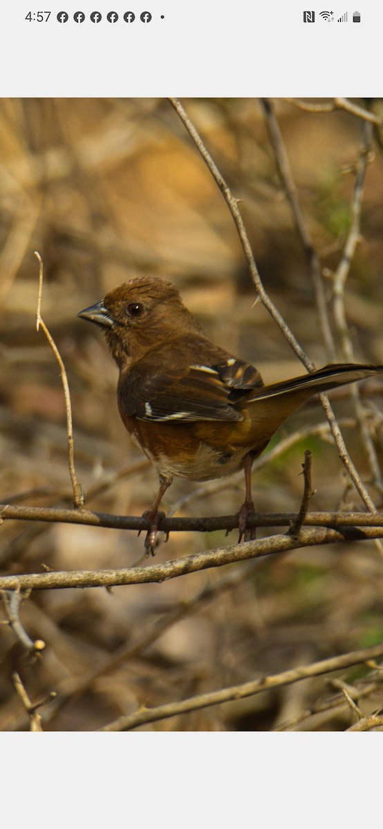 Eastern Towhee - ML558230391