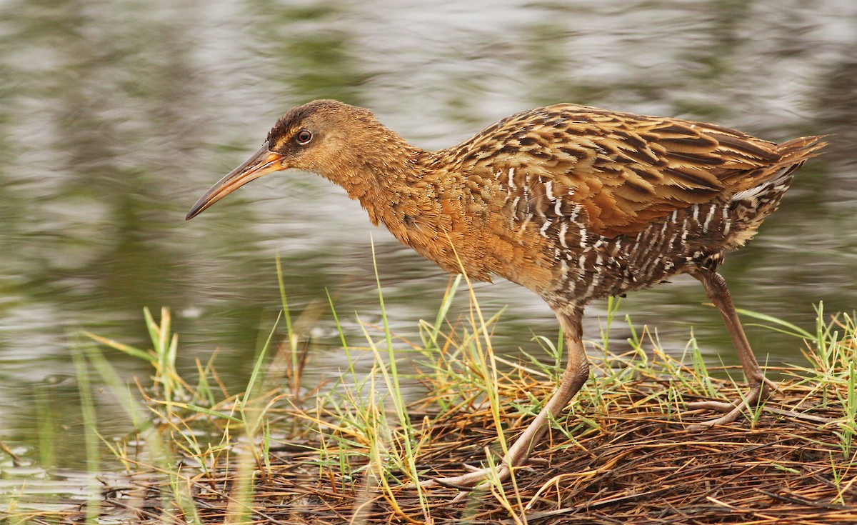 King Rail - ML55823071