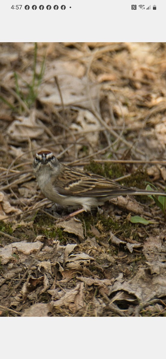Chipping Sparrow - ML558230711