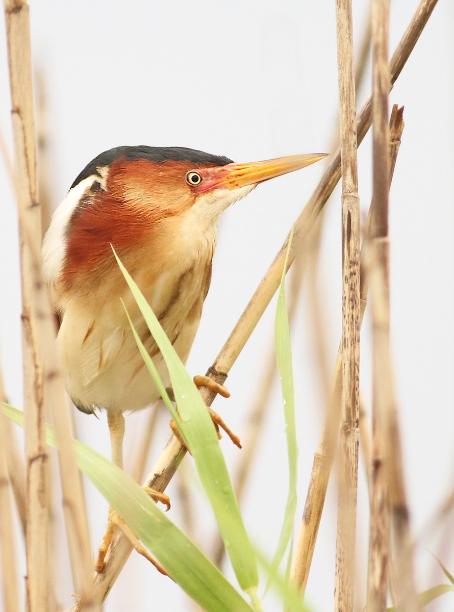 Least Bittern - ML55823101